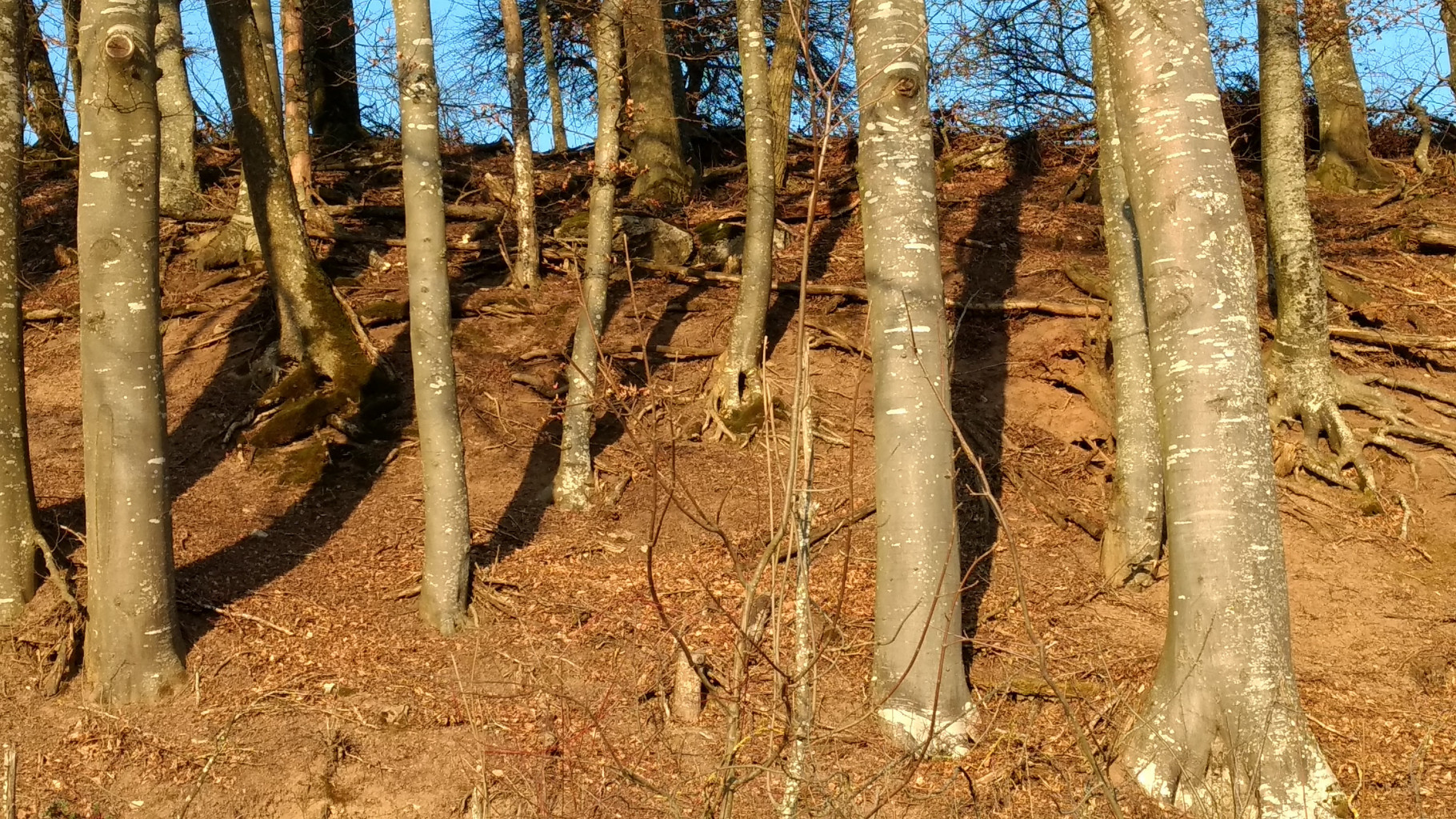 Invasion der Elefantengiraffen