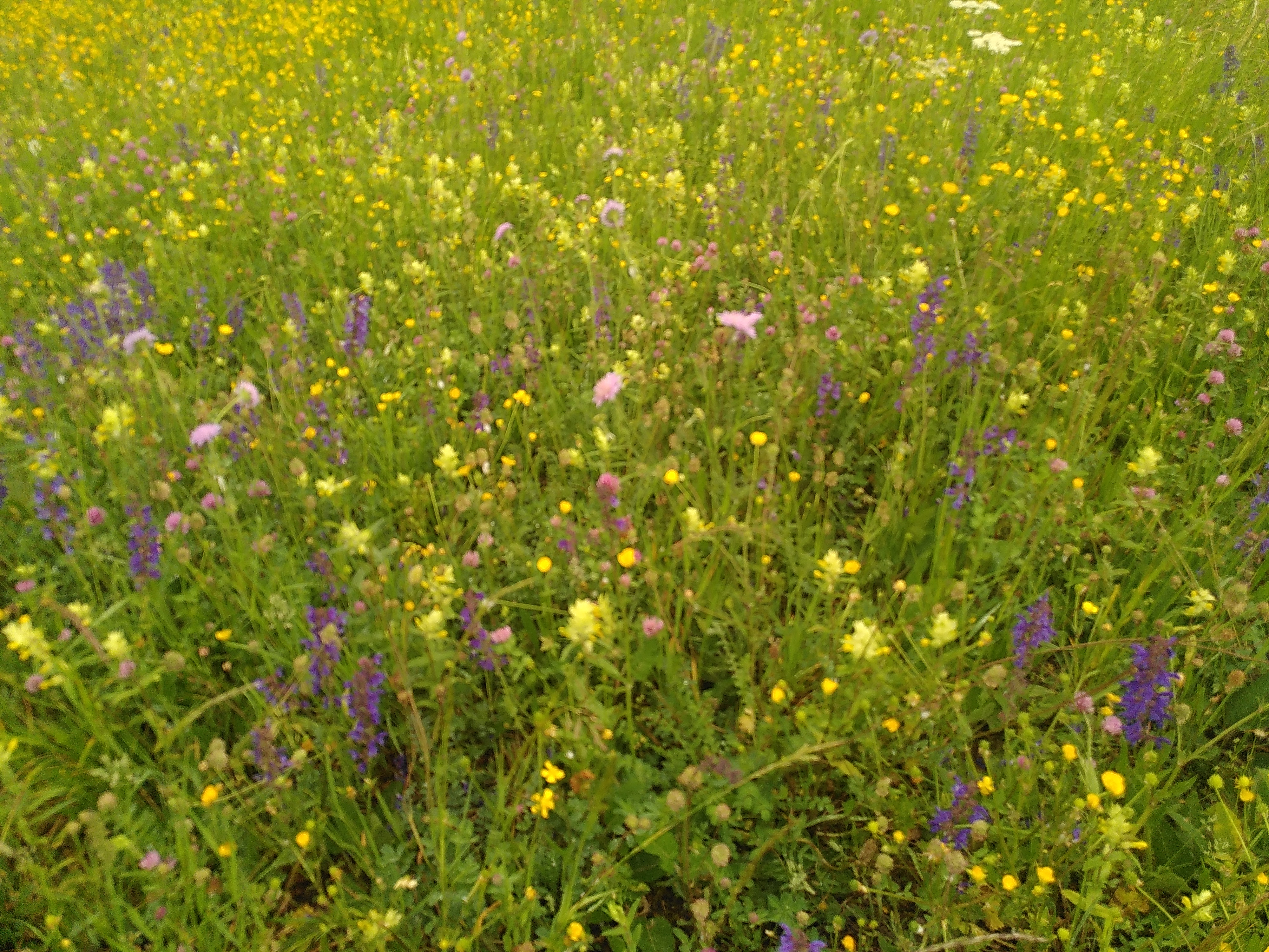 Blumenpracht