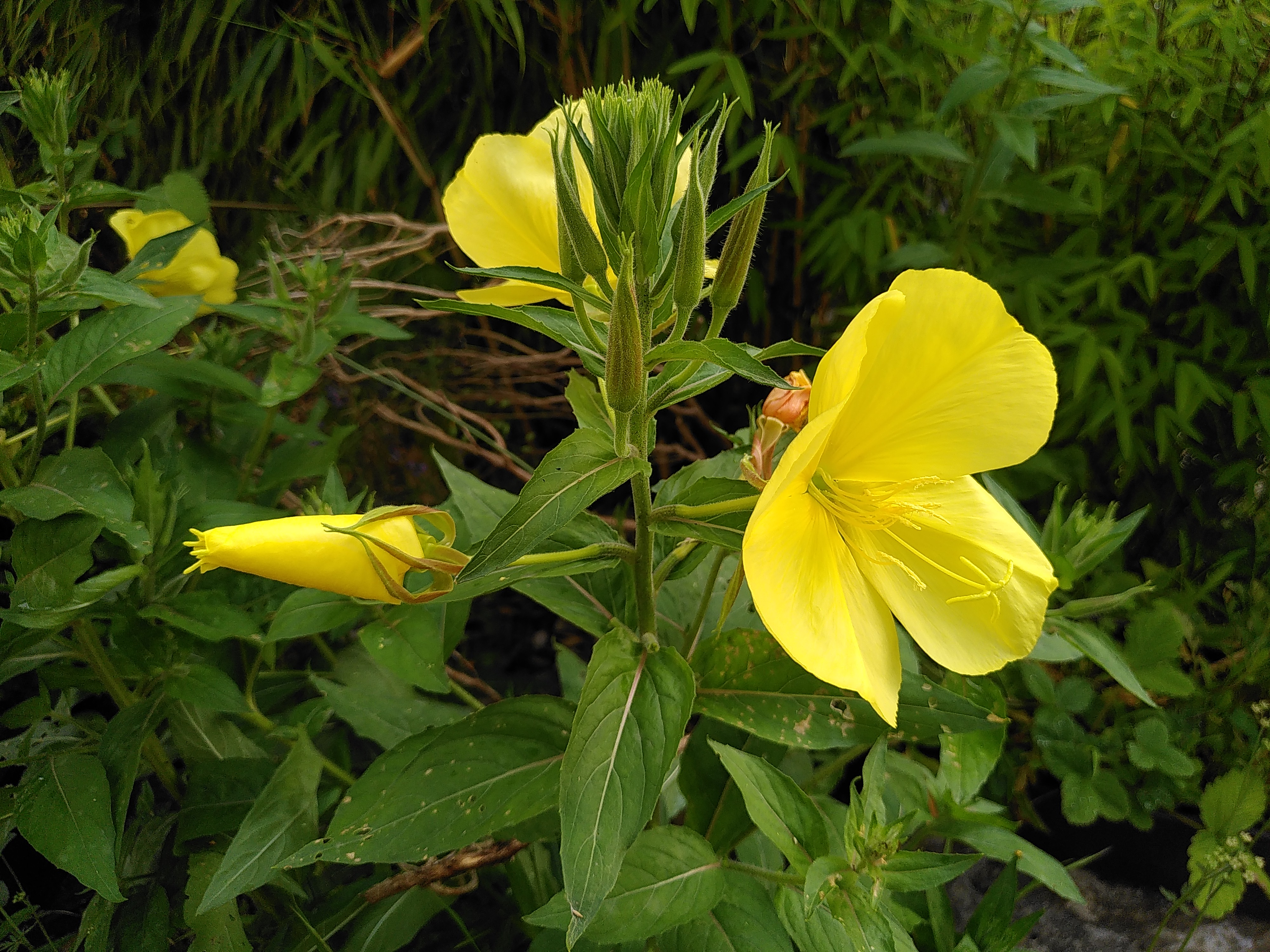 Sonnenwende